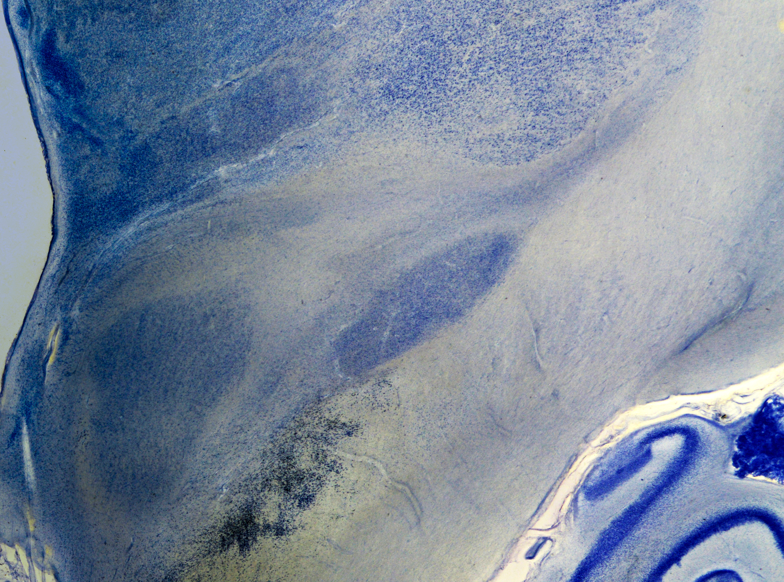 High-resolution brightfield histology detail from the SWAN project